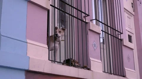 Dog in window in Montevideo, Uruguay Stock Footage 211130259