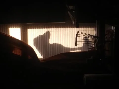 Dog in window Foto stock