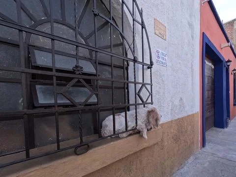 Dog in window Stock Photos