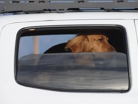 Dog in the window Stock Photos