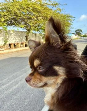 Dog in the window Stock Photos