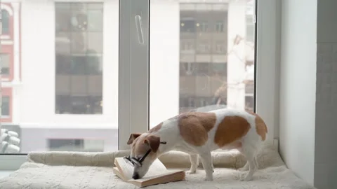 Dog window read book glasses winter Stock Footage 168250745