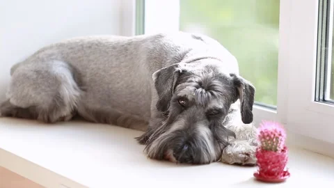 Dog on the windowsill Stock Footage 169917364