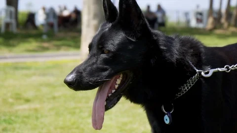 The Dog Winks. Close-up Stock Footage 107190585
