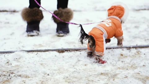 Dog in winter clothes Video stock 101333165