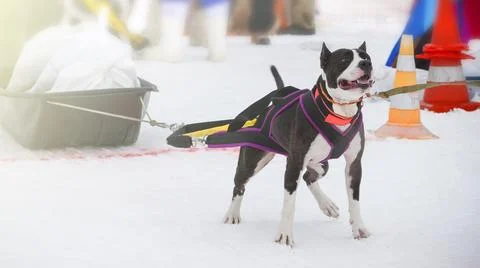 Dog in the winter competitions Weight pulling. Stock Photos