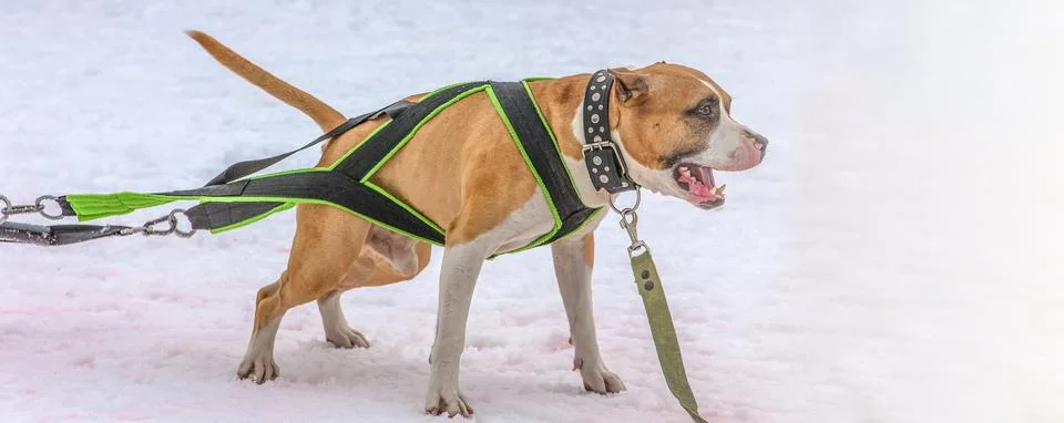 Dog in the winter competitions Weight pulling. Foto stock