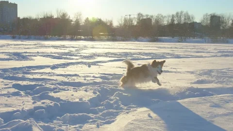 Dog winter Video stock 167500545