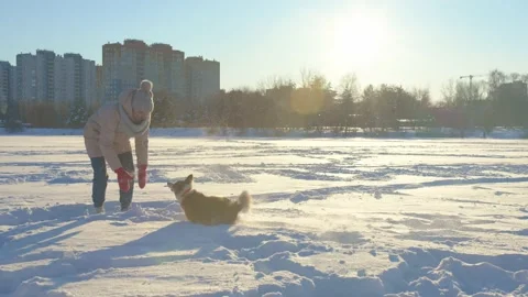 Dog winter Video stock 167500546