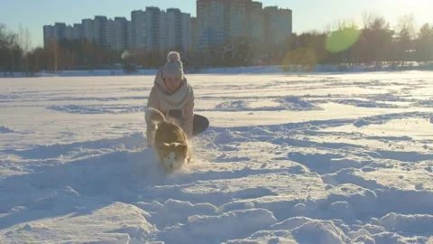 Dog winter Video stock 167500555