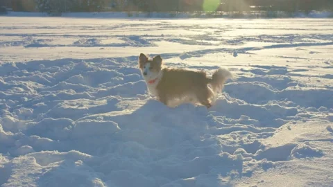 Dog winter Video stock 167500561