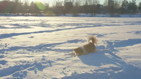 Dog winter Video stock 167500562