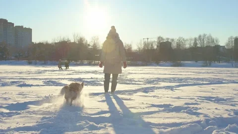 Dog winter Video stock 167500568