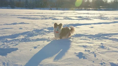 Dog winter Video stock 167500570