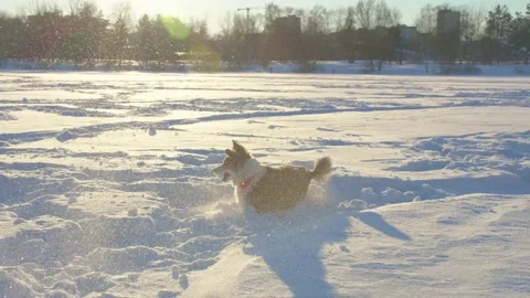 Dog winter Video stock 167500572