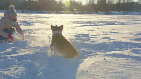 Dog winter Video stock 167500575