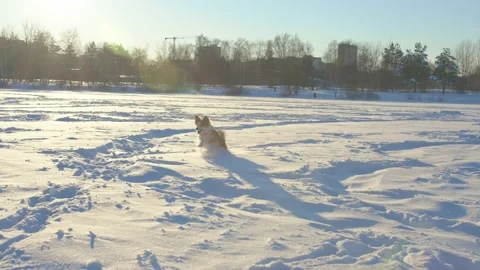 Dog winter Video stock 167500592