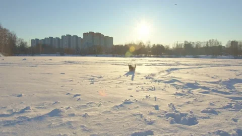 Dog winter Video stock 167500599