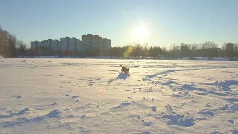 Dog winter Video stock 167500600