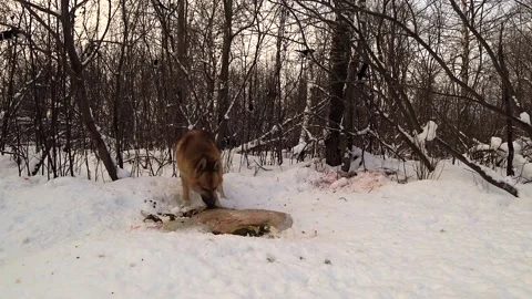 Dog in the winter forest eats carrion and runs away when scared Stock Footage 124659117