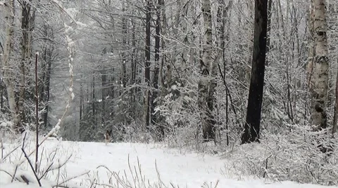 Dog in winter forest 库存影片 62494897