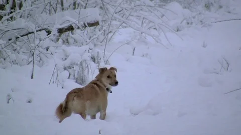 Dog in a winter forest Stock Footage 83843941