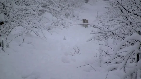 Dog in a winter forest Video stock 83843948