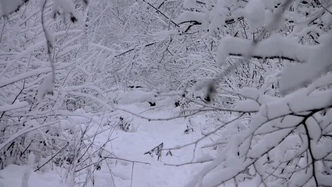 Dog in a winter forest 스톡 동영상 83843950