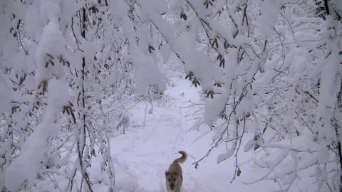 Dog in a winter forest Stock Footage 83843958
