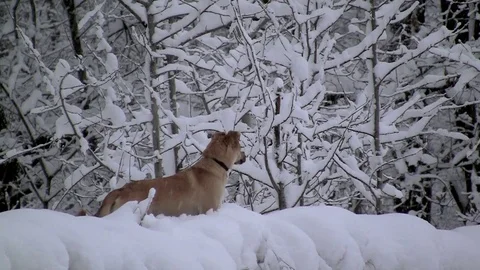 Dog in a winter forest Stock Footage 83843993