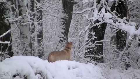 Dog in a winter forest 스톡 동영상 83844011