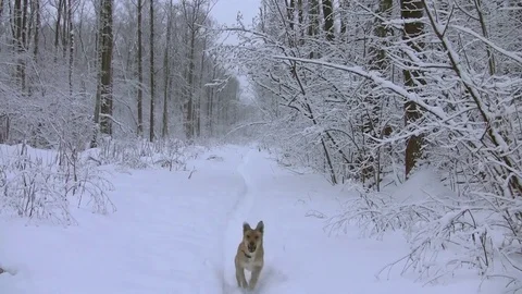 Dog in a winter forest Stockbeeldmateriaal 83844491