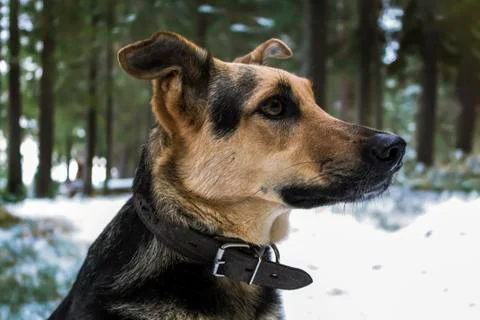 Dog in winter forest Stock Photos