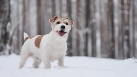 Dog in winter forest. Wirehaired Jack Russell Terrier on a walk in snowfall Stock-Footage 293705947