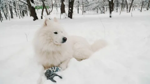 Dog in winter in the park Stock-Footage 150955710
