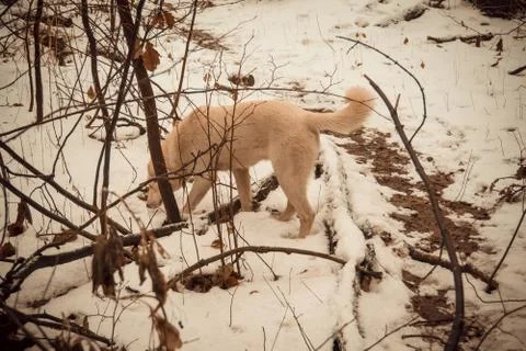 Dog in Winter Park Foto stock