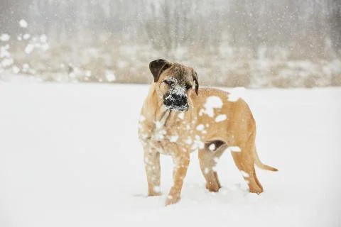 Dog in winter Stock Photos