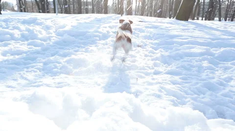 Dog winter play Vídeo Stock 59567614