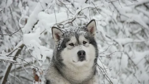 Dog, winter portrait Stock-Footage 99862740