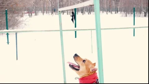 Dog In Winter Red Suit Grabs Metal Ring With Teeth Slow Mo Stock Footage 302989788