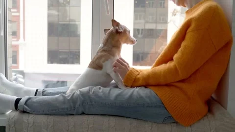 Dog winter window resting Adog owner love winter snowingchilling Vídeo Stock 169037651