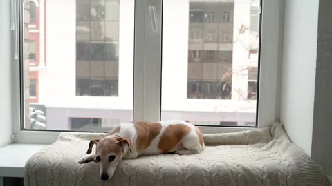 Dog winter window resting chilling sleeping Vídeo Stock 169037660