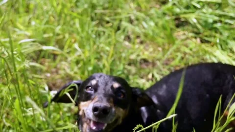 The dog wipes the grass Stock Footage 91323837