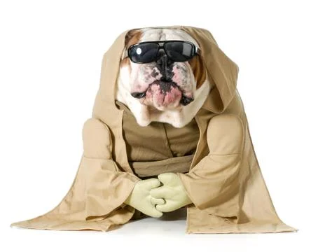 Dog wisdom Stock Photos