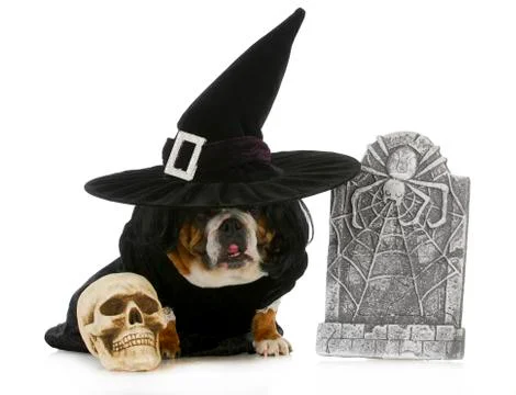 Dog witch Stock Photos