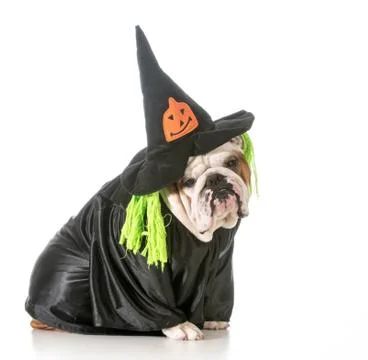 Dog witch Foto stock