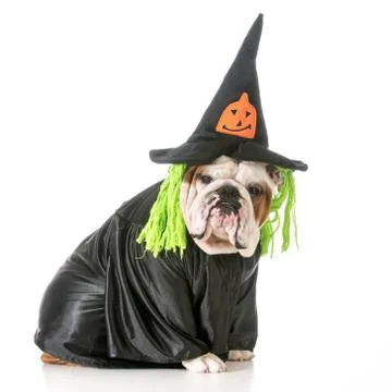 Dog witch Stock Photos