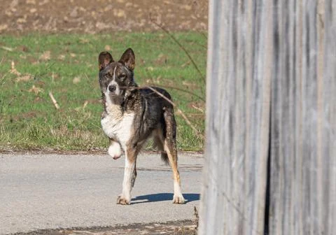 Dog without a leg Stock Photos