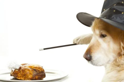 Dog Wizard Stock Photos