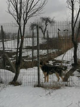 Dog wolf Stock Photos